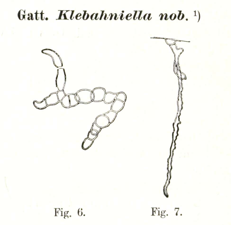 Image of Klebahniella Lemmermann 1895