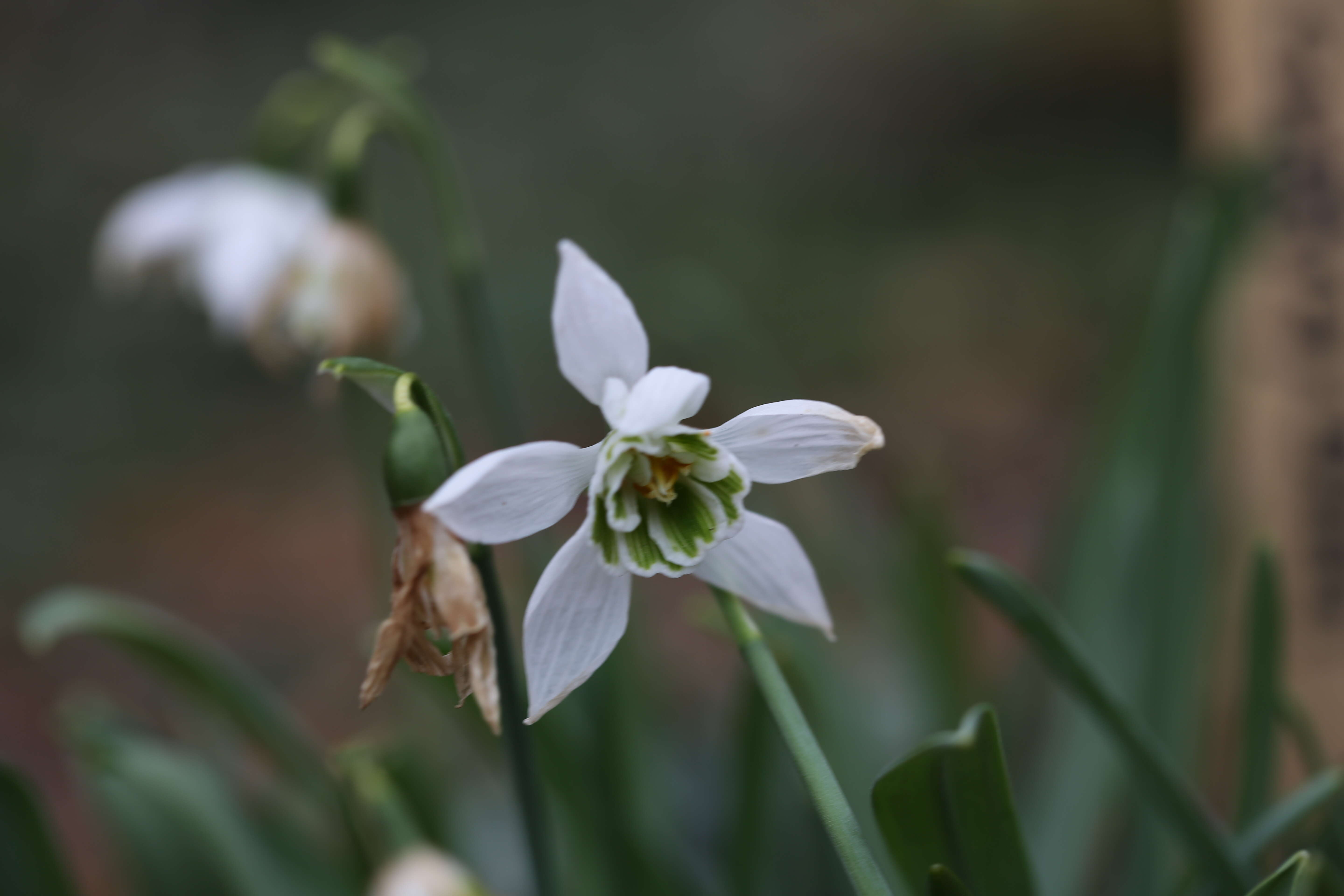 Image of giant snowdrop