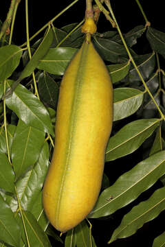 Image de Castanospermum