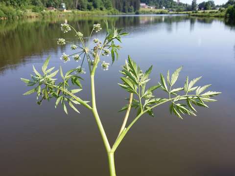 Image of European Waterhemlock