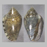 Marginella carquejai Gofas & F. Fernandes 1994的圖片