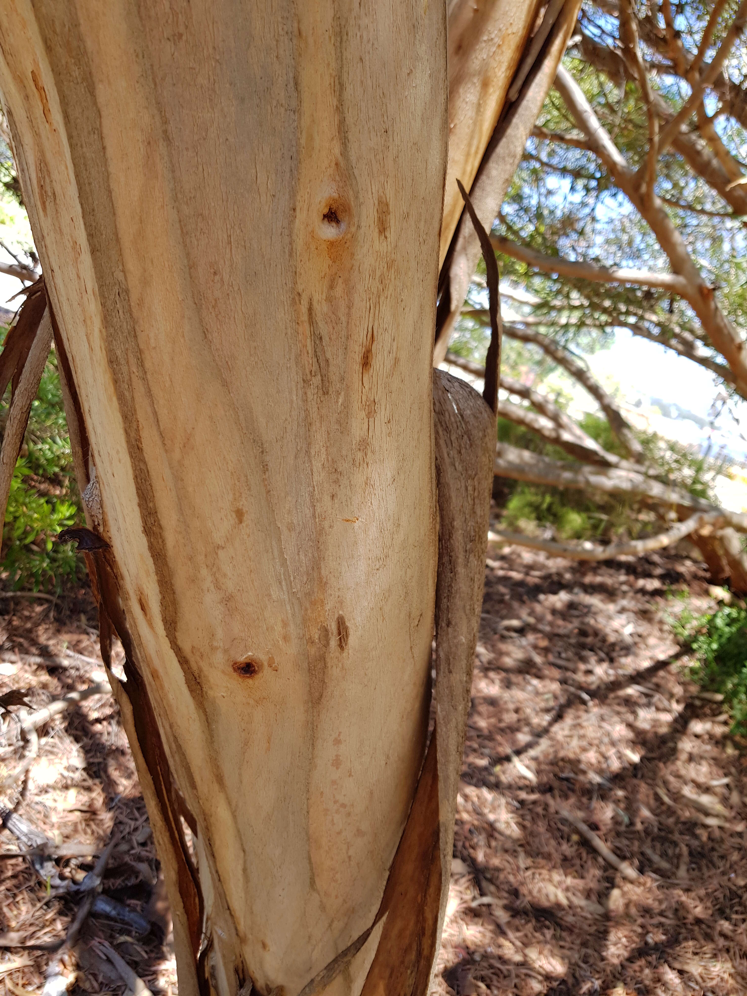 Image of Hyden Blue Gum