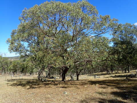 Image of Tenterfield woollybutt