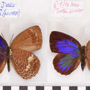 Image of Arhopala admete (Hewitson (1863))