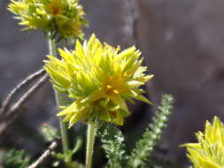 Image de Ivesia gordonii (Hook.) Torr. & Gray