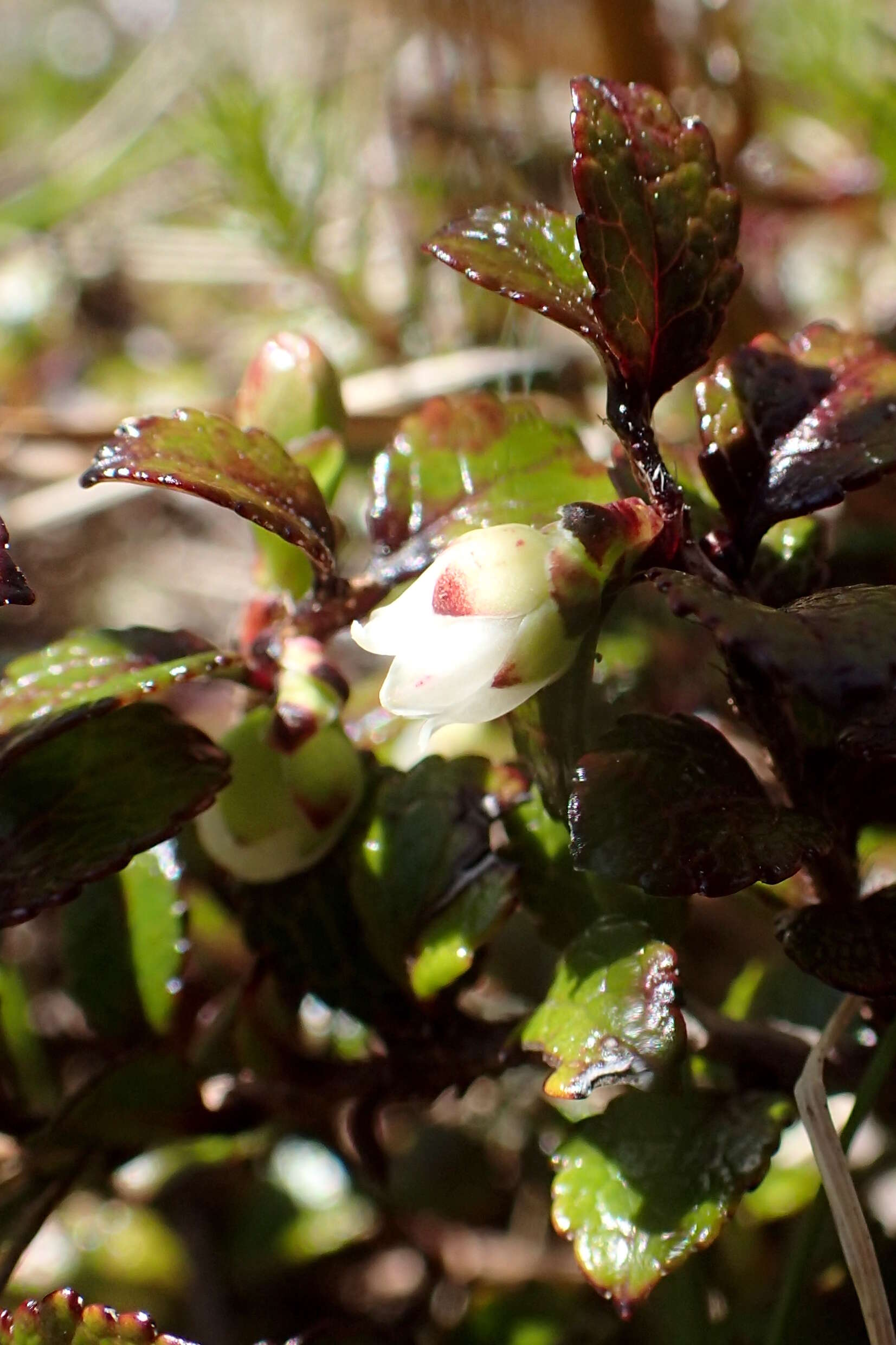 Image of Gaultheria depressa Hook. fil.