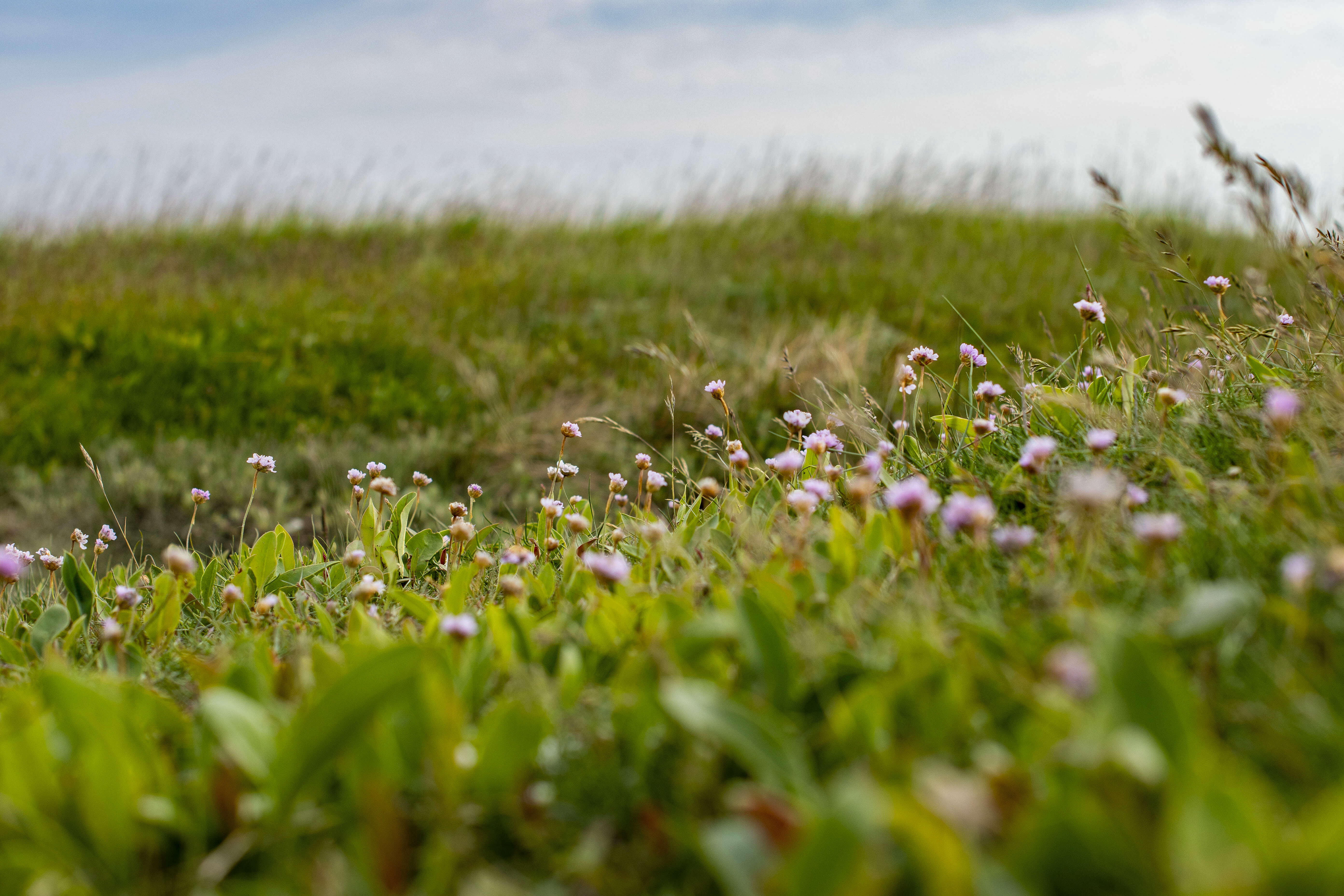 Image of thrift seapink