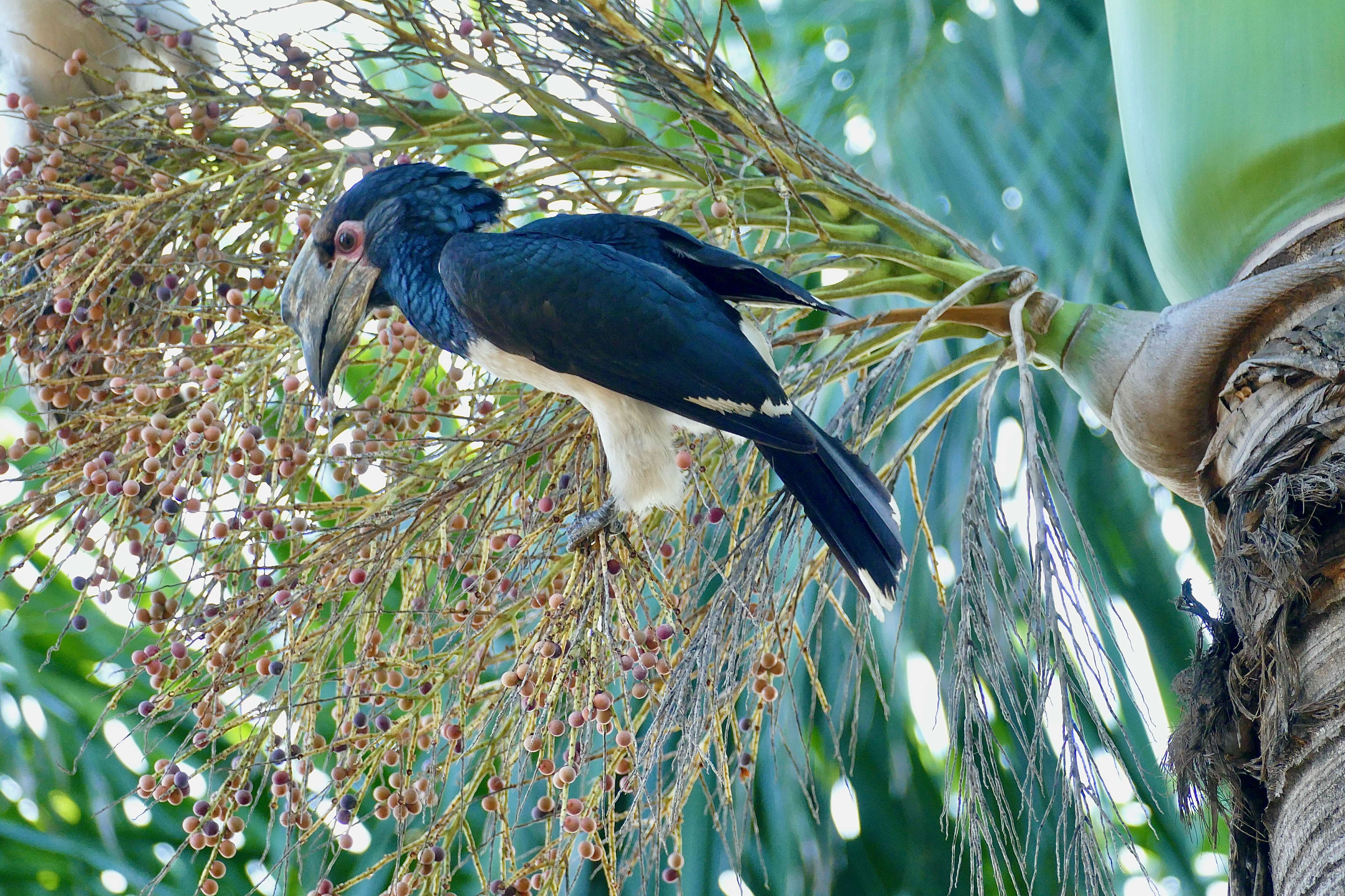 Image of Trumpeter Hornbill