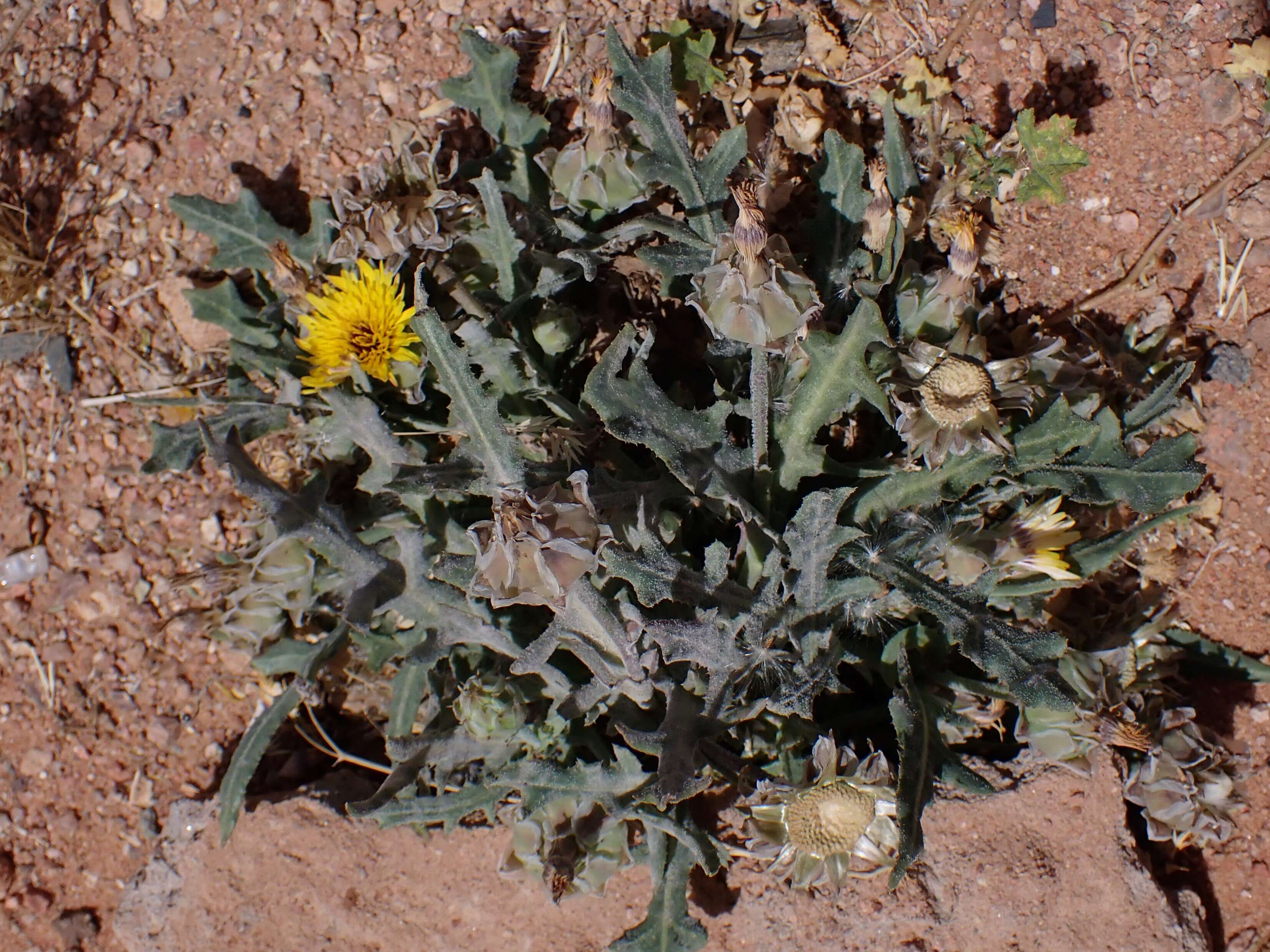 Image of False sowthistle