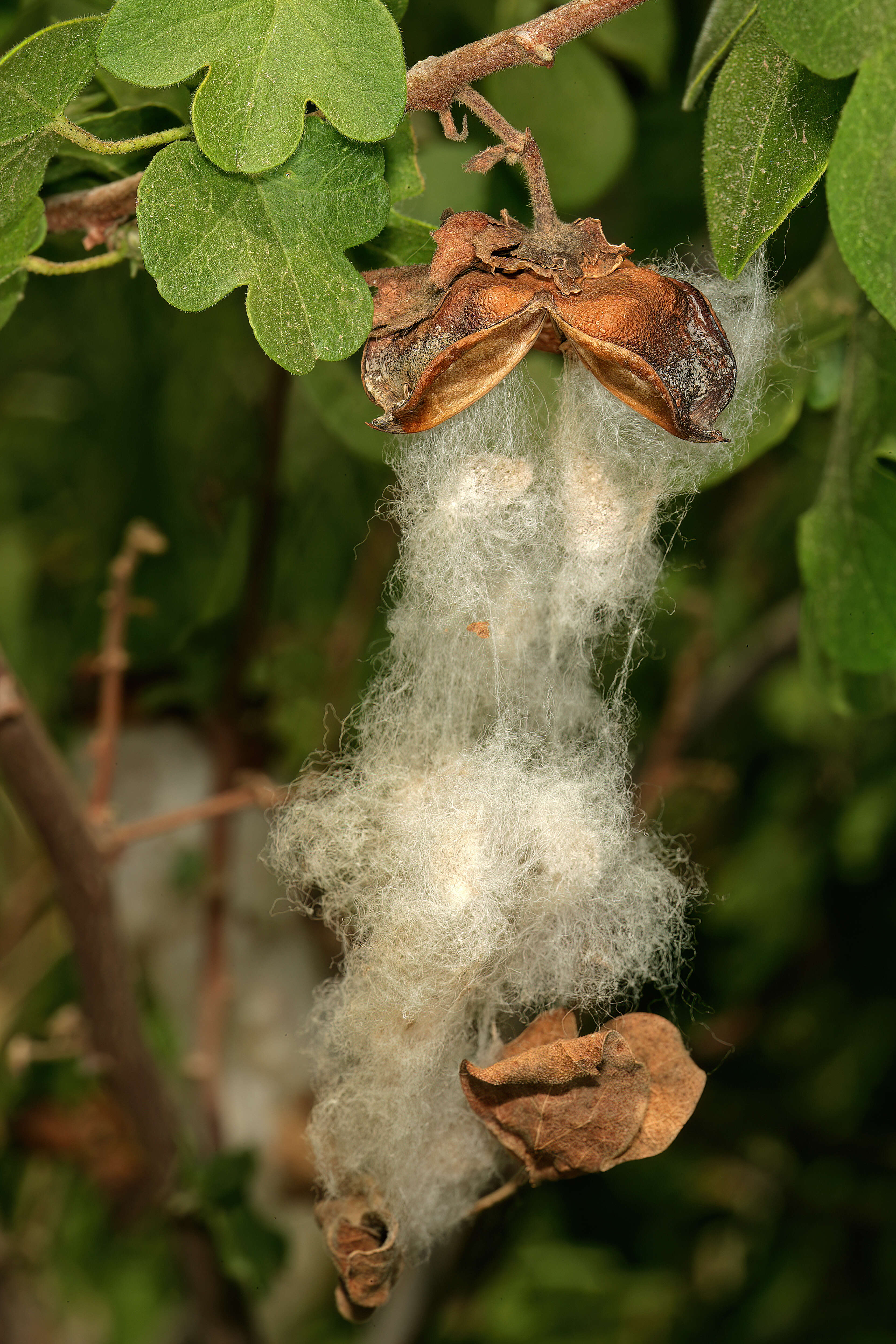 Imagem de Gossypium herbaceum L.