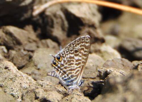 Image of Lang's Short-tailed Blue