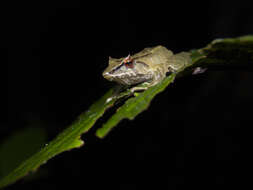 Image of Pristimantis silverstonei (Lynch & Ruiz-Carranza 1996)