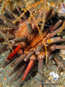 Image of slate pencil urchin