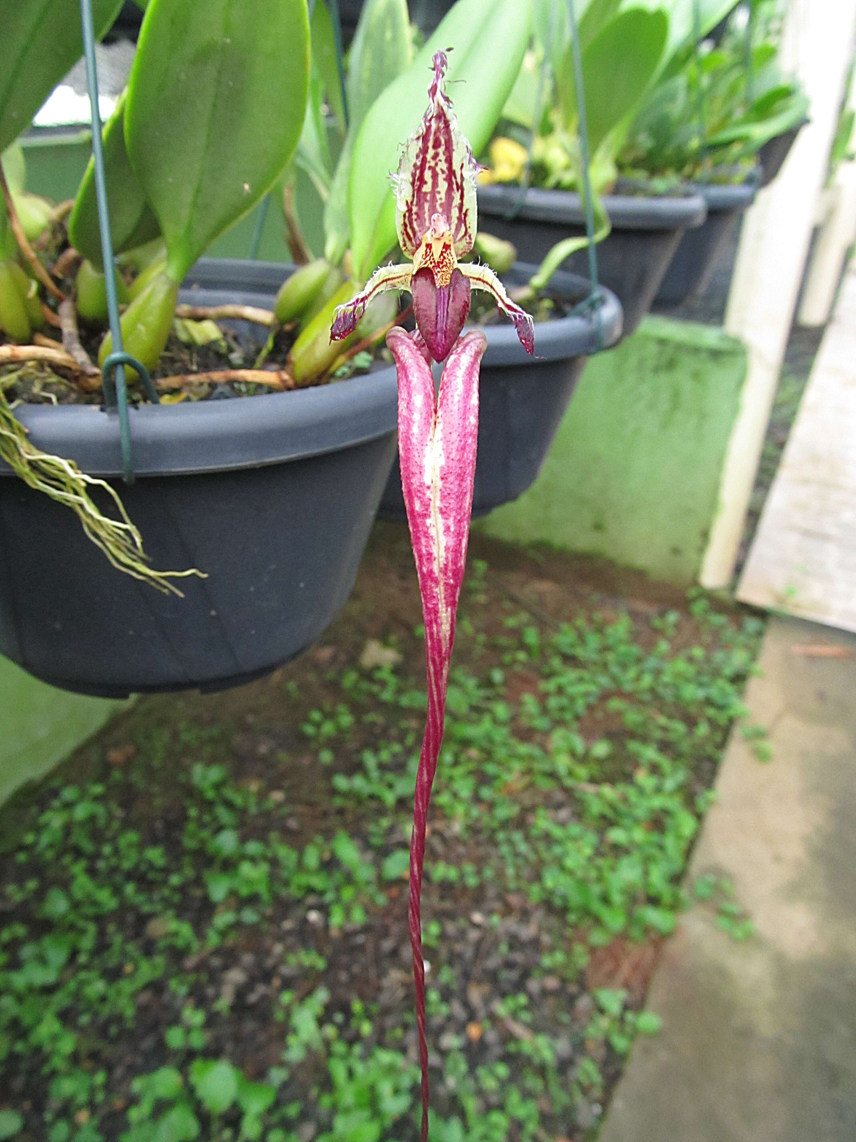 Image of Bulbophyllum fascinator (Rolfe) Rolfe