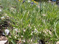 Image of hairy clematis