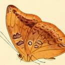 Imagem de Euryphura plautilla Hewitson 1865