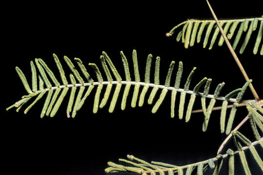 Image of Vachellia haematoxylon (Willd.) Seigler & Ebinger