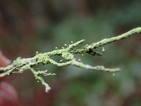 Plancia ëd Chaenotheca furfuracea (L.) Tibell