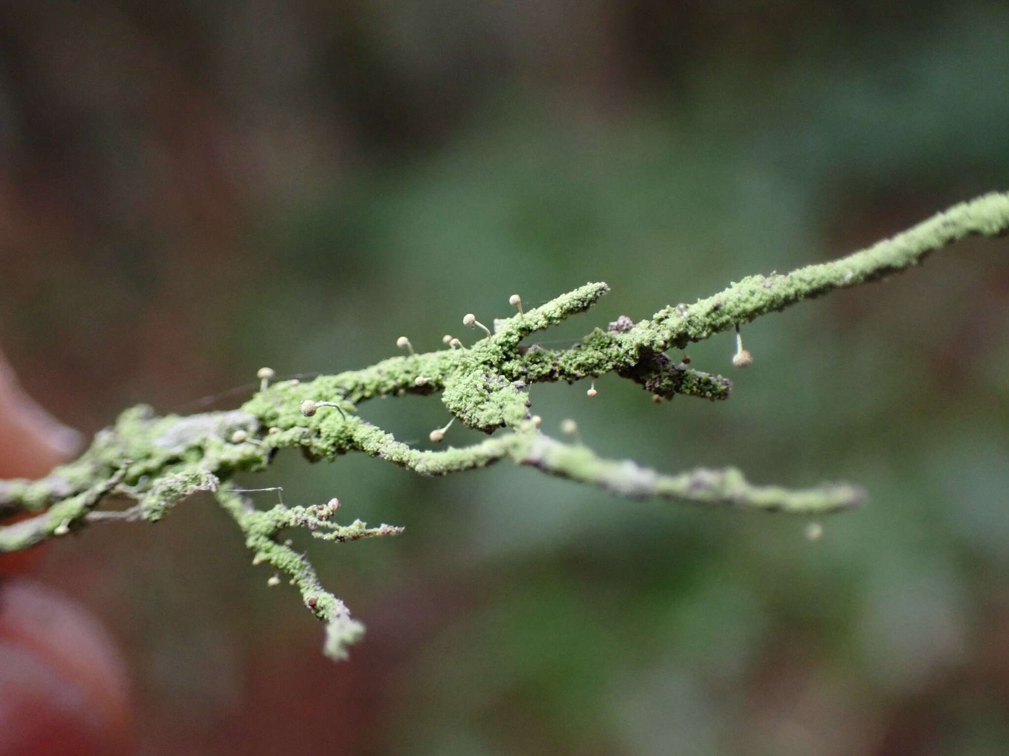 Plancia ëd Chaenotheca furfuracea (L.) Tibell