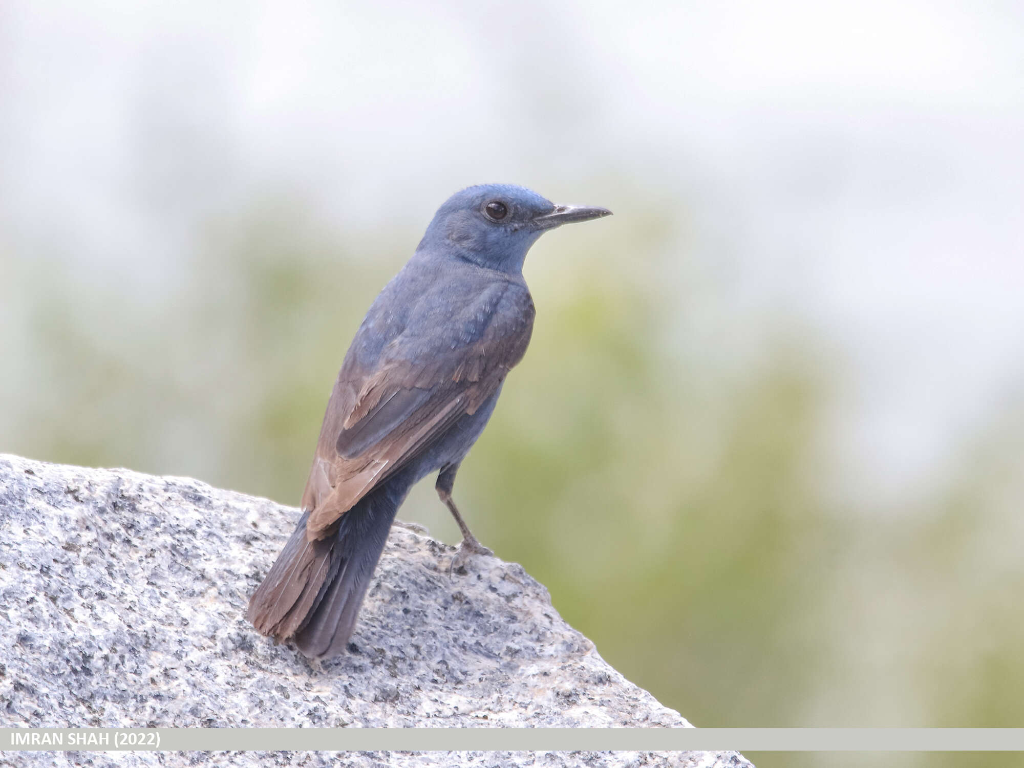 Plancia ëd Monticola solitarius (Linnaeus 1758)