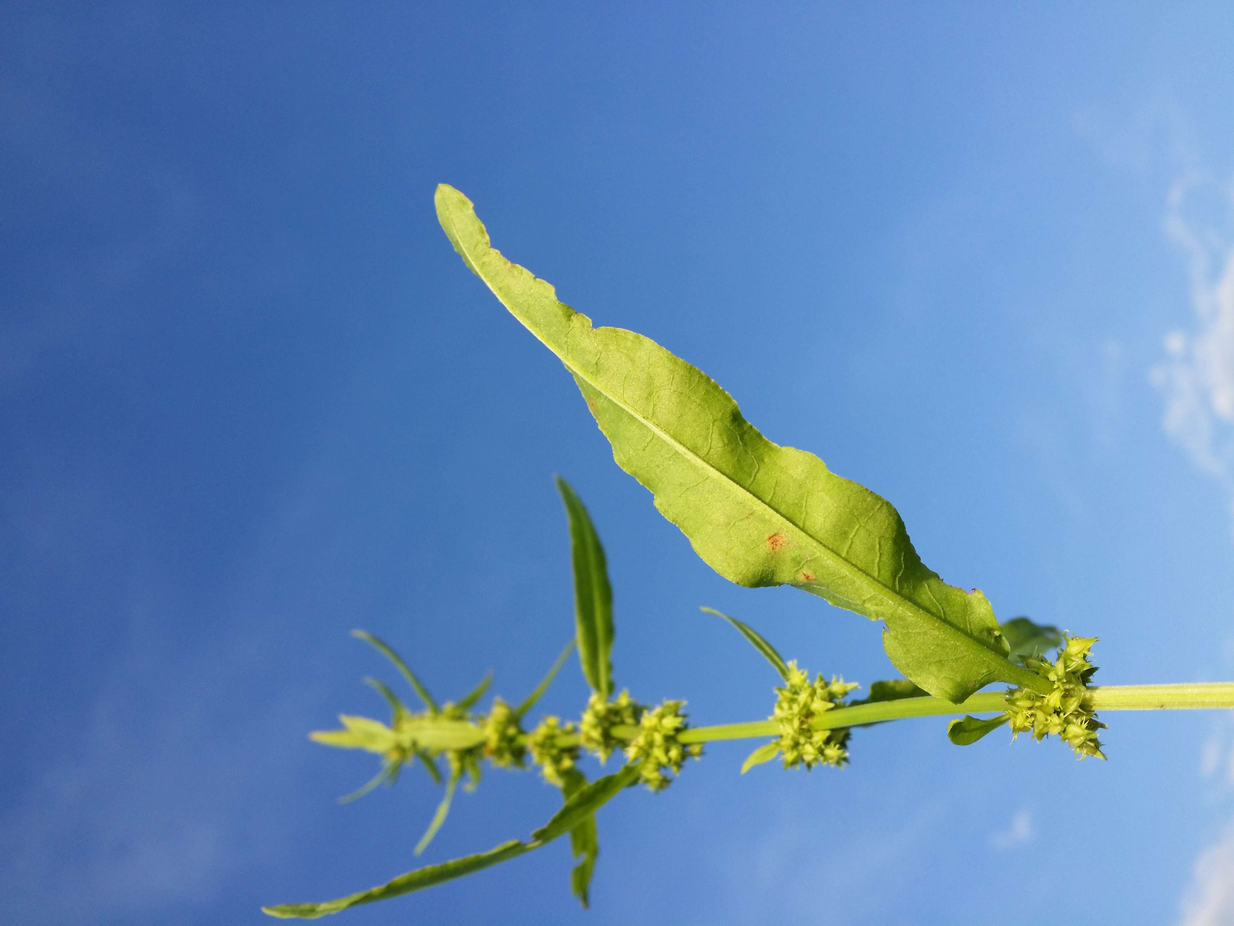 Rumex palustris Sm. resmi