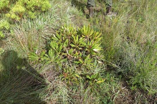 Image of Protea foliosa Rourke