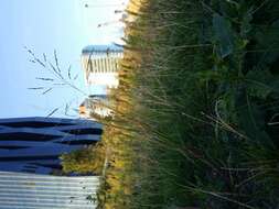 Image of fall panicgrass