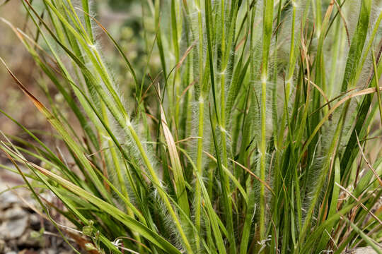 Image de Danthonia unispicata (Thurb.) Munro ex Macoun