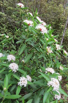 Image of long-leaved pimelea