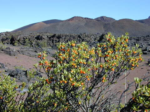 Image of alpine mirrorplant