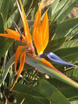 Image of Bird of paradise plant