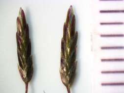 Image de Eragrostis leptostachya (R. Br.) Steud.