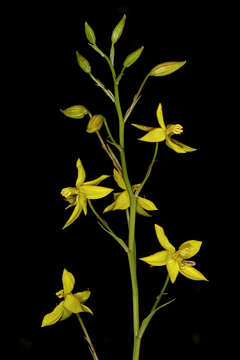 Image of Cyanella lutea L. fil.