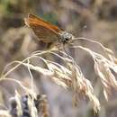 Image of Morrocan Small Skipper