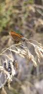 Image of Morrocan Small Skipper