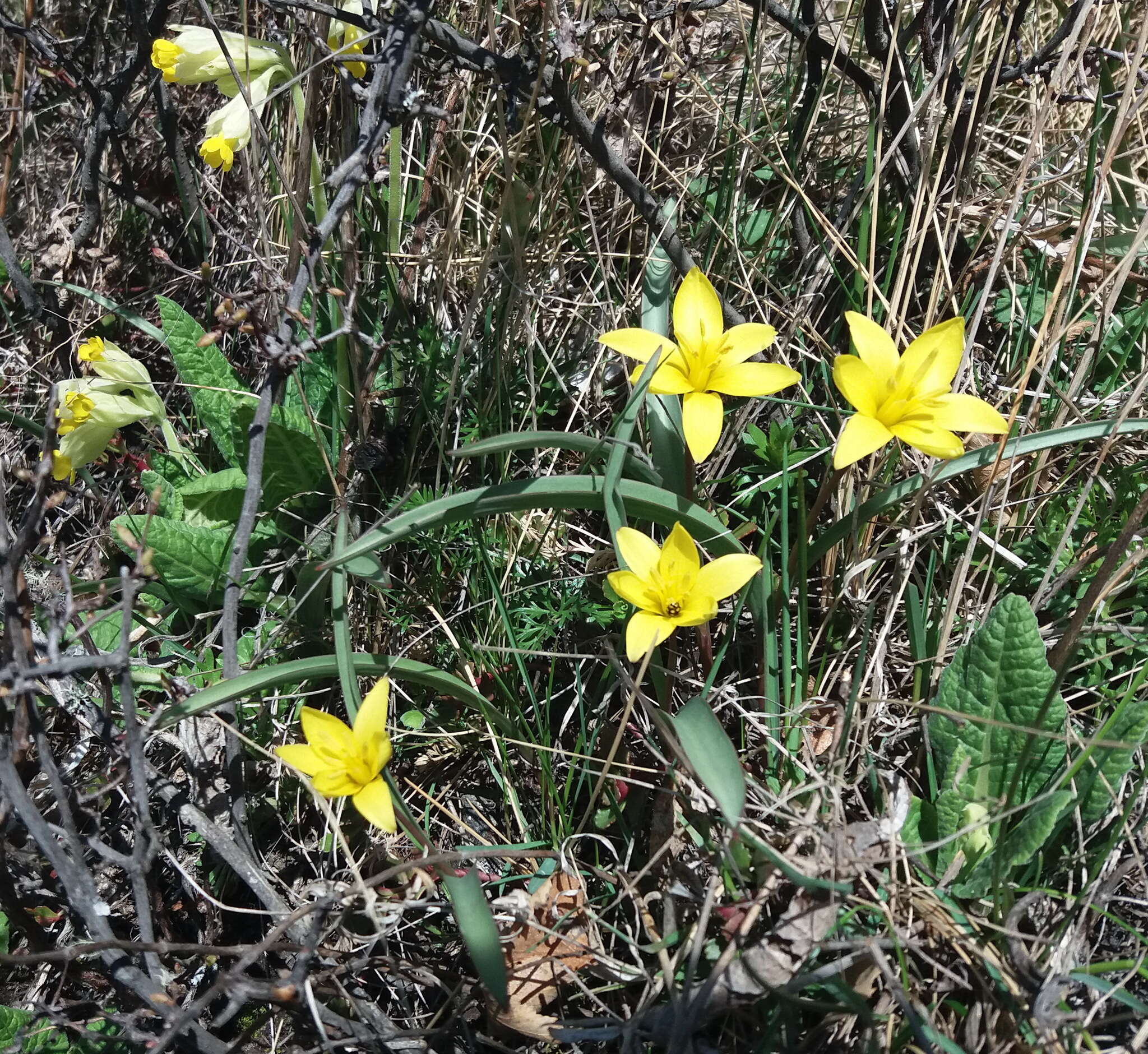 Image de Tulipa uniflora (L.) Besser ex Baker