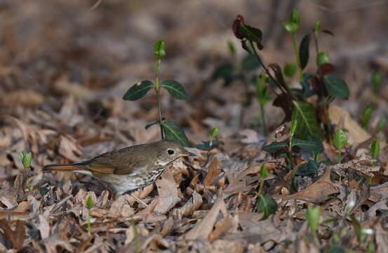 Image of Hermit Thrush