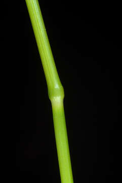 Image of Smooth Meadow-grass