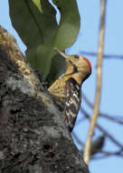 Image of Fulvous-breasted Woodpecker