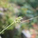 صورة Carex mitrata Franch.
