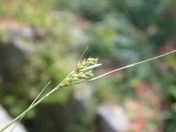 Carex mitrata Franch. resmi