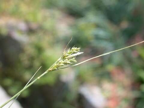 Image of Carex mitrata Franch.