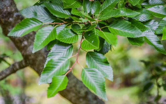 Слика од Carpinus laxiflora (Siebold & Zucc.) Blume