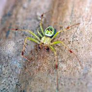 Image of Araneus cingulatus (Walckenaer 1841)