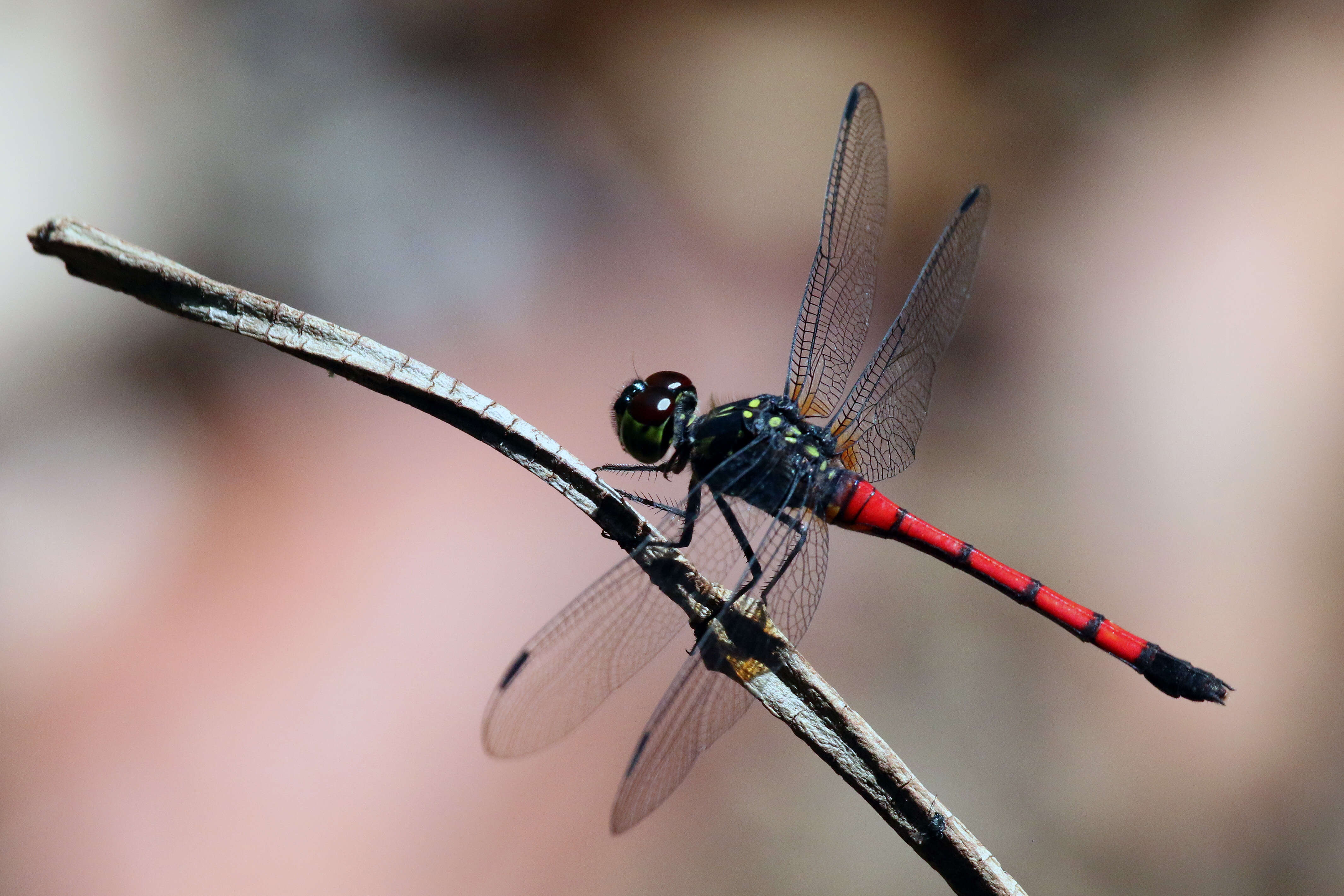 Image of Agrionoptera insignis (Rambur 1842)