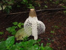 Image of Bridal veil stinkhorn