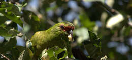 Image of Slender-billed Conure