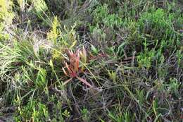 Image of Protea tenax (Salisb.) R. Br.