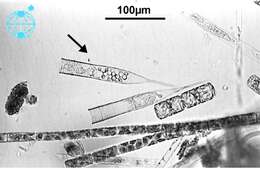 Image of alveolates