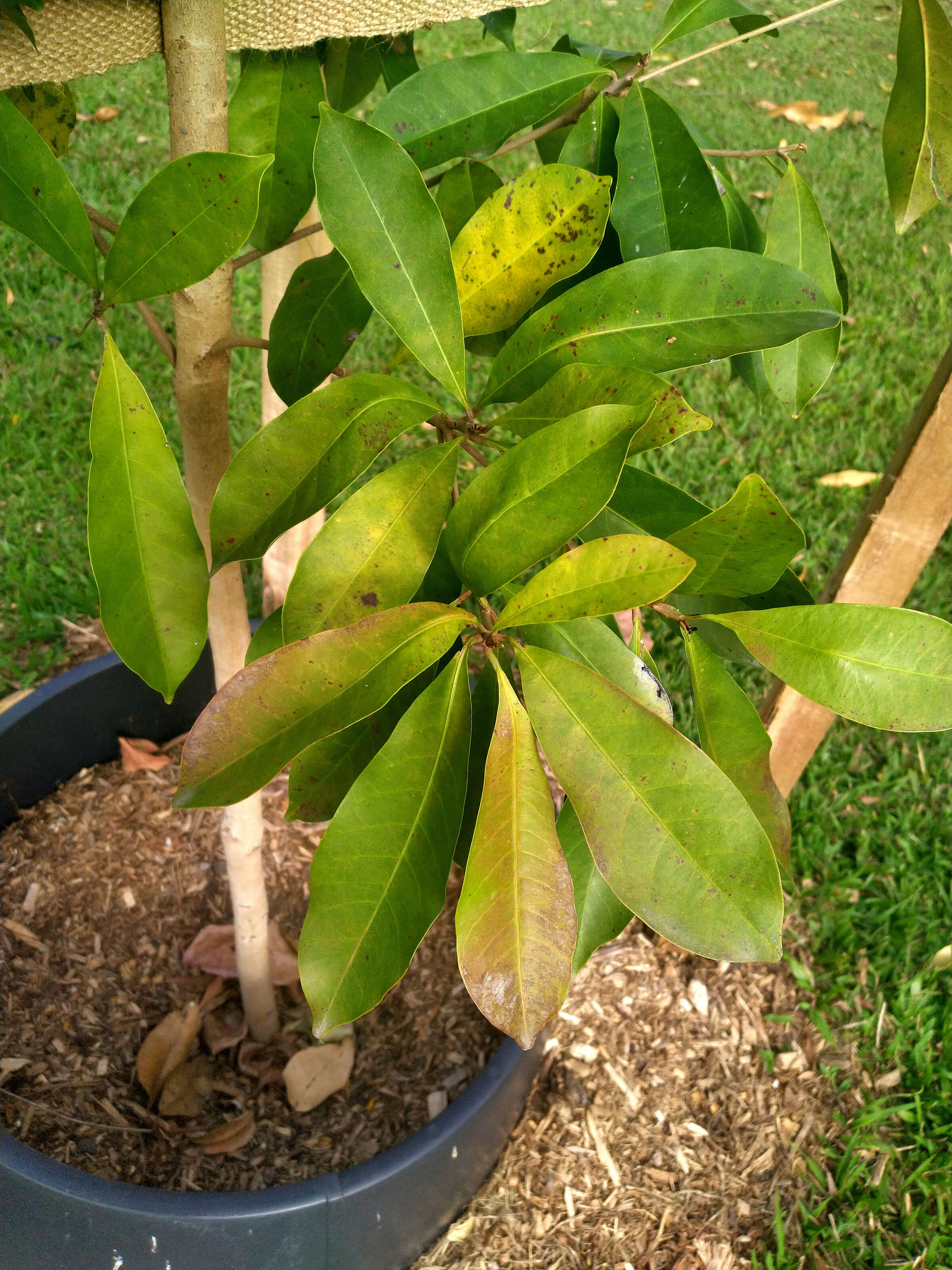 Palaquium galactoxylum (F. Muell.) H. J. Lam resmi